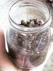 �r�l�߂�匒�