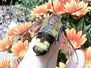 �w�����������I�I�X�J�V�o