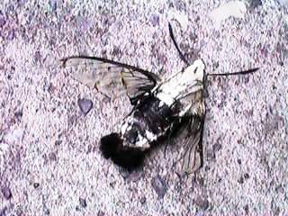 �������I�I�X�J�V�o