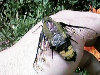 ����I�I�X�J�V�o