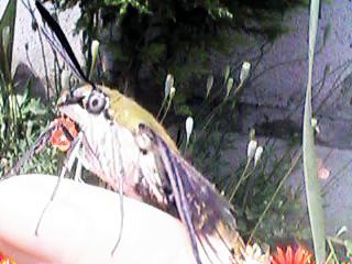 �Ƃڂ�����̃I�I�X�J�V�o