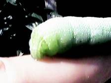 ���i�k�߂Ă���j