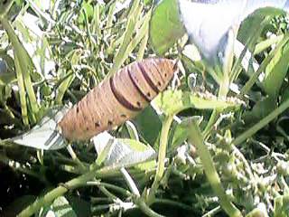 �z�V�q���z�E�W���N��匁i�����k�j