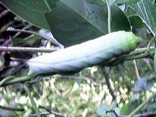 �z�V�z�E�W���N�H