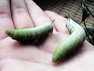 �Q�C���ǂ��c�c