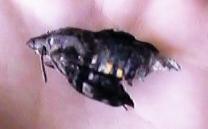 �z�E�W���N�̈��