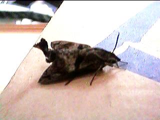 �K�������Ă�I