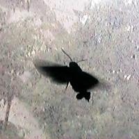 ����ɂイ�l