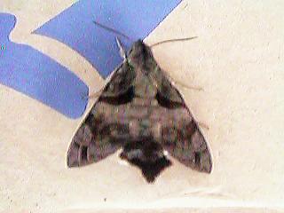 �z�V�z�E�W���N�H