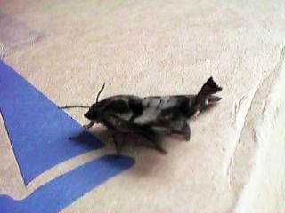 �����ۂ�����