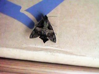 ����ȕ��ł���