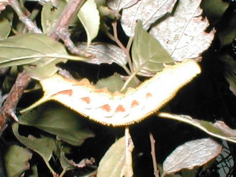 �����X�Y���̗c���i���F�^�j