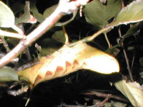 �����X�Y���̗c���i���F�^�j