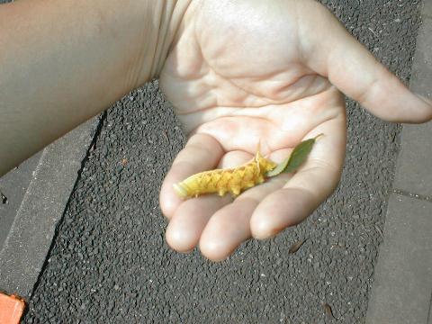 ���胂���X�Y��