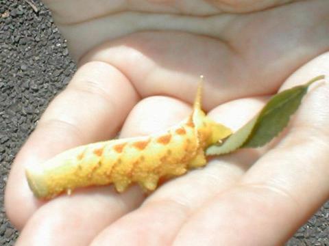 ���胂���X�Y���i���F�X�Y���Ƃ����Ă����ł͂���܂���j