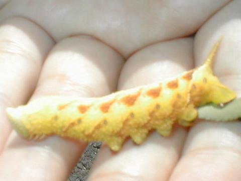 �V�{�V�{������