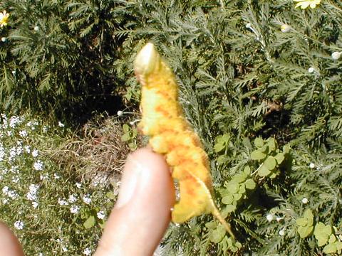 ���񑩂̃X�t�B���N�X�|�[�Y