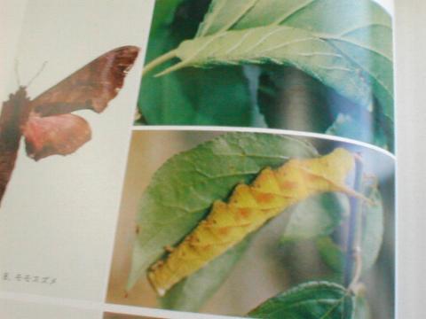 ���F���{��ޗc���}��