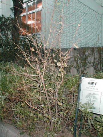 ���u�R�E�W�̖�