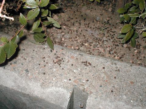 �؂̉��ɂ͂�������̕����c