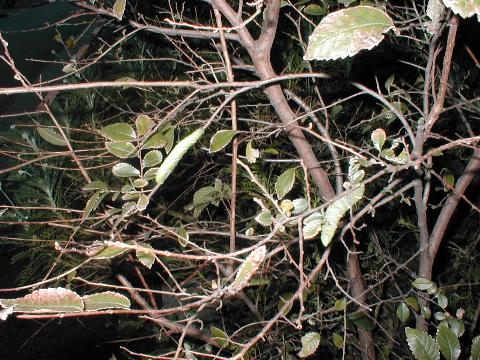 ���u�R�E�W�̖؂ƈ�