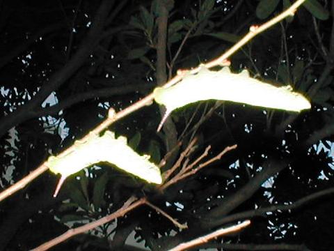 �����͂��ă|�[�Y