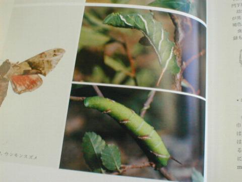 ���F���{��ޗc���}�ӂ��