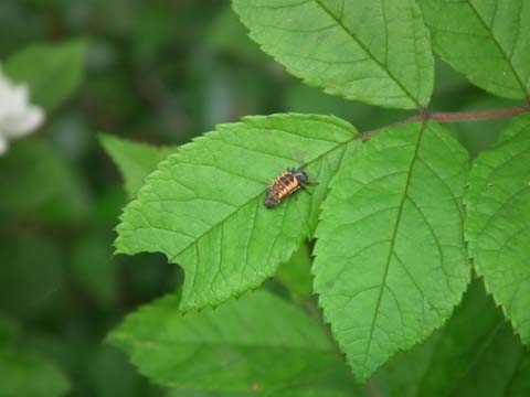 �e���g�E���V�i�c���j