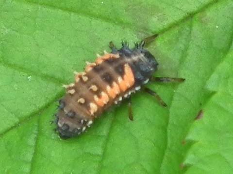 �e���g�E���V�i�c���j