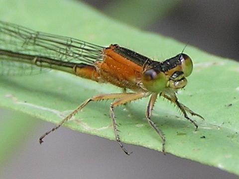 �������������A�W�A�C�g�g���{