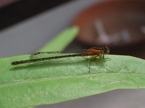 �A�W�A�C�g�g���{