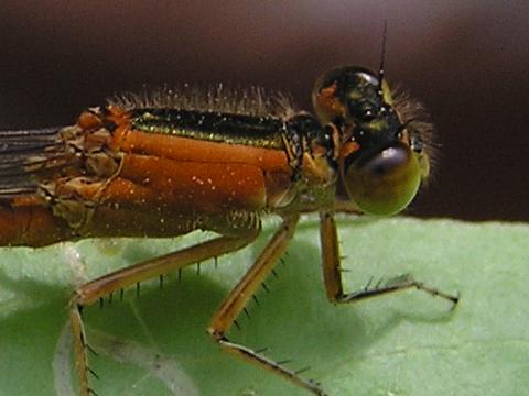 �F���ۂ����Ȃ�