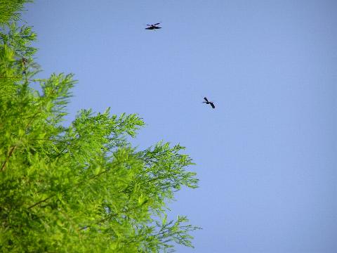 �����Ƃ���𕑂��`���E�g���{