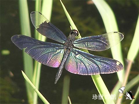 �`���E�g���{