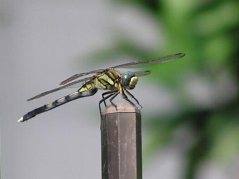 ���M�����g���{