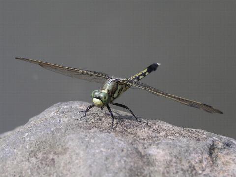 ���M�����g���{