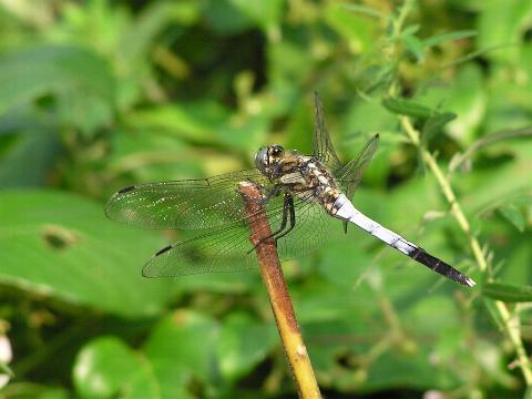 �V�I�J���g���{