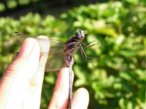 ���܂��Ă݂�