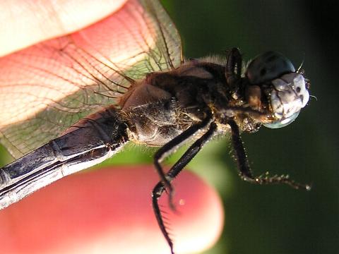 ���܂��Ă݂�