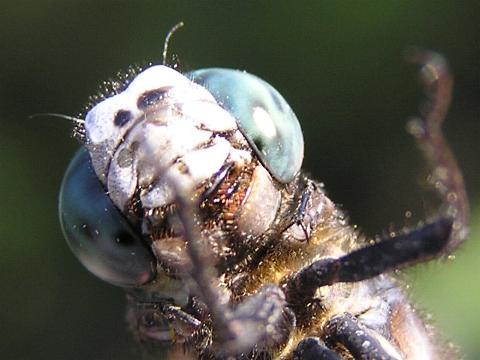 �g���{�̌�