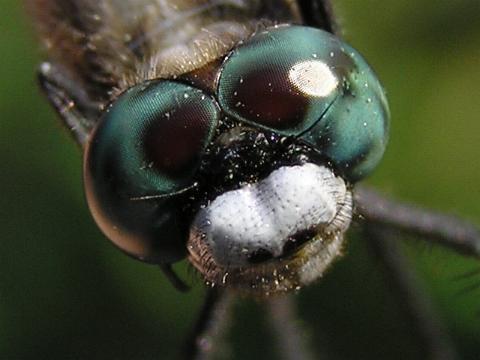 �g���{�̖�