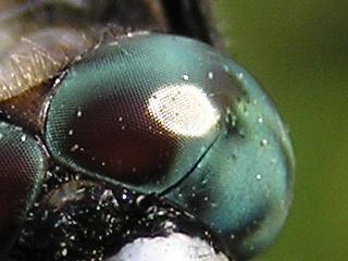 �g���{�̖�