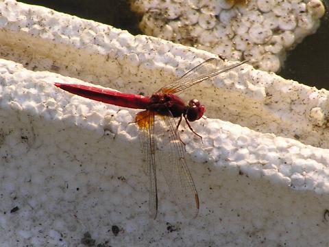 �V���E�W���E�g���{