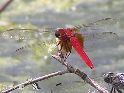 �^���ԂȌ��p