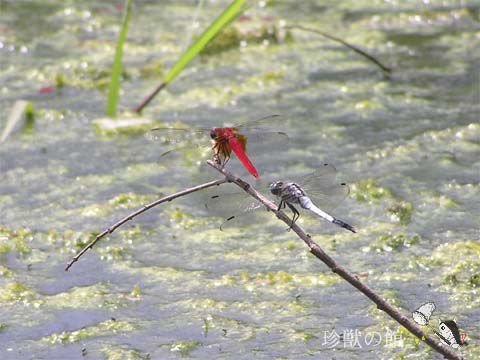 �V�I�J���g���{�Ƃ̃c�[�V���b�g