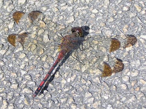 �m�V���g���{