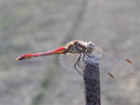 �A�L�A�J�l