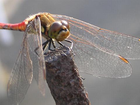 ���������ĂƂ܂�