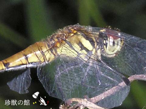 �i�c�A�J�l�̃��X