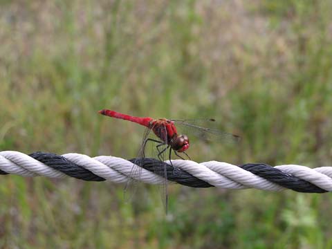 �i�c�A�J�l�̃I�X